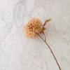 Dahlia Stem – Cream