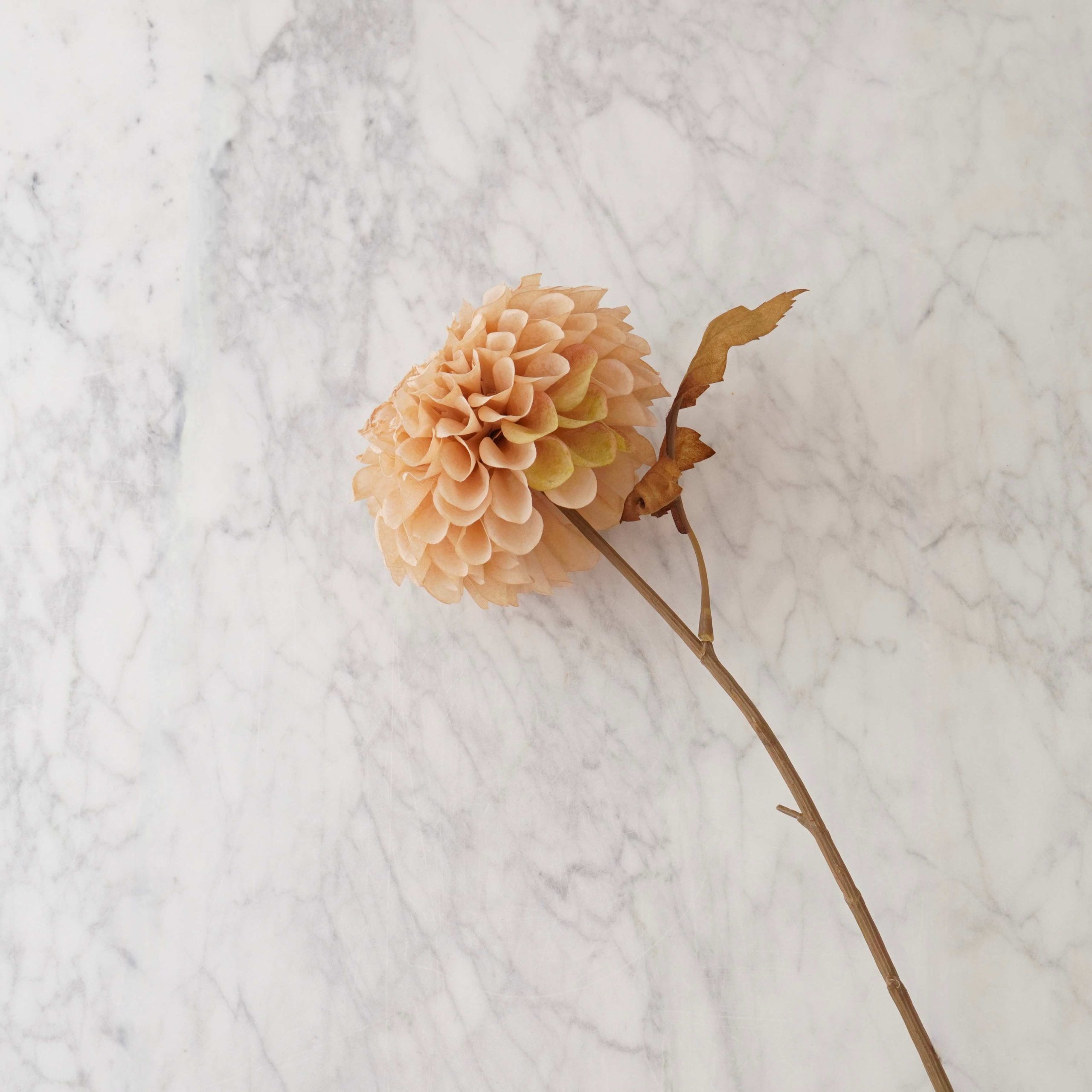 Dahlia Stem – Cream