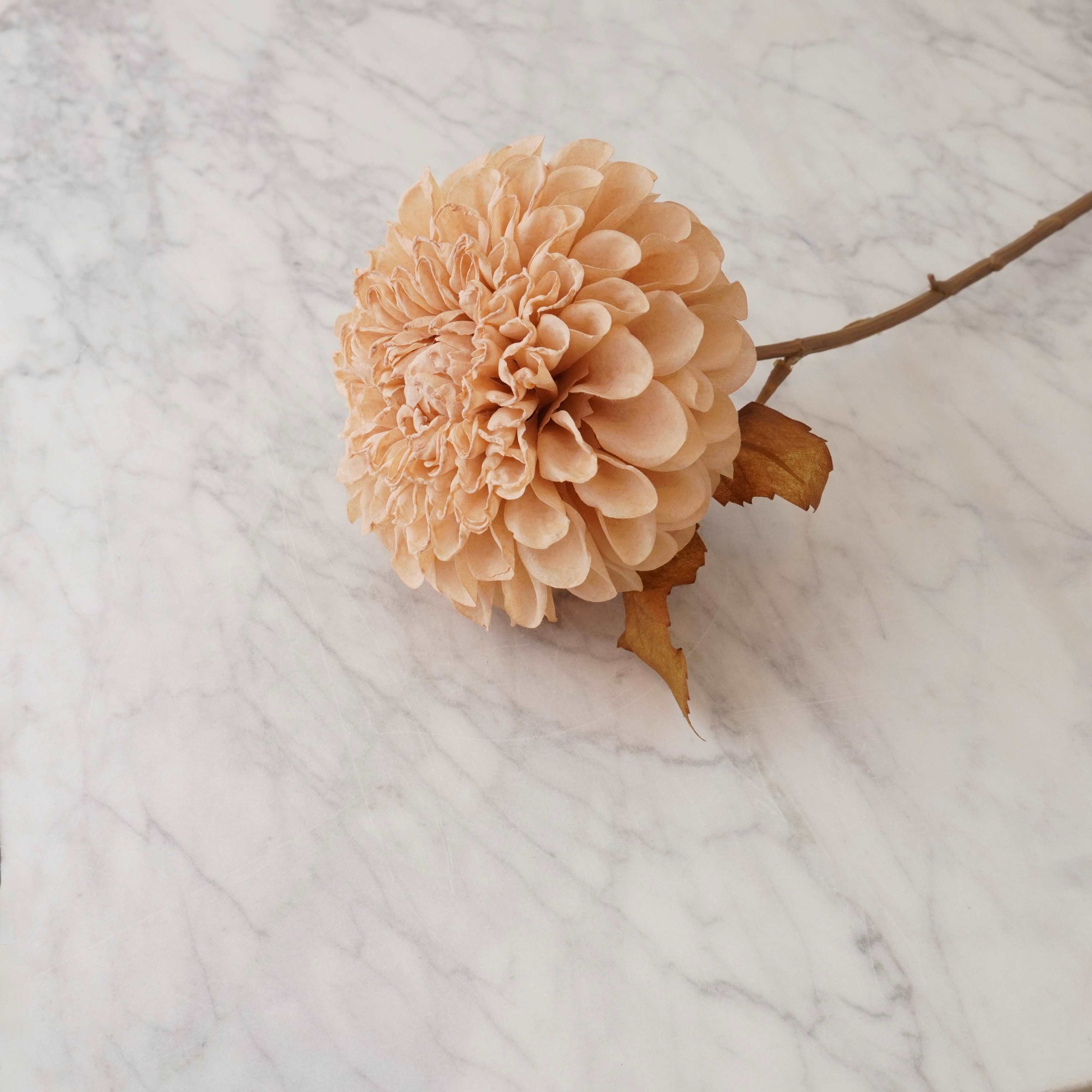 Dahlia Stem – Cream
