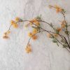 Golden Globe Flower Stem