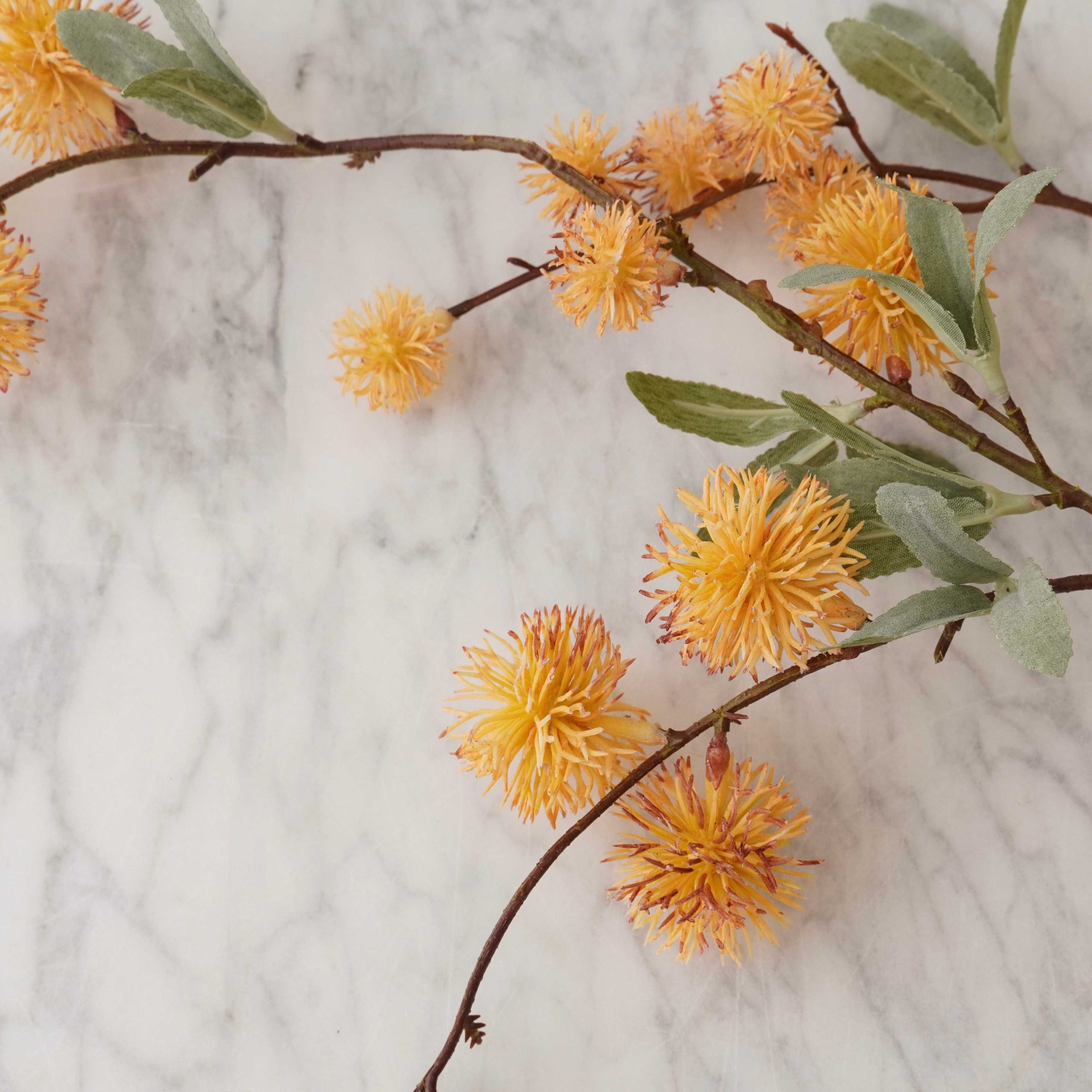 Golden Globe Flower Stem